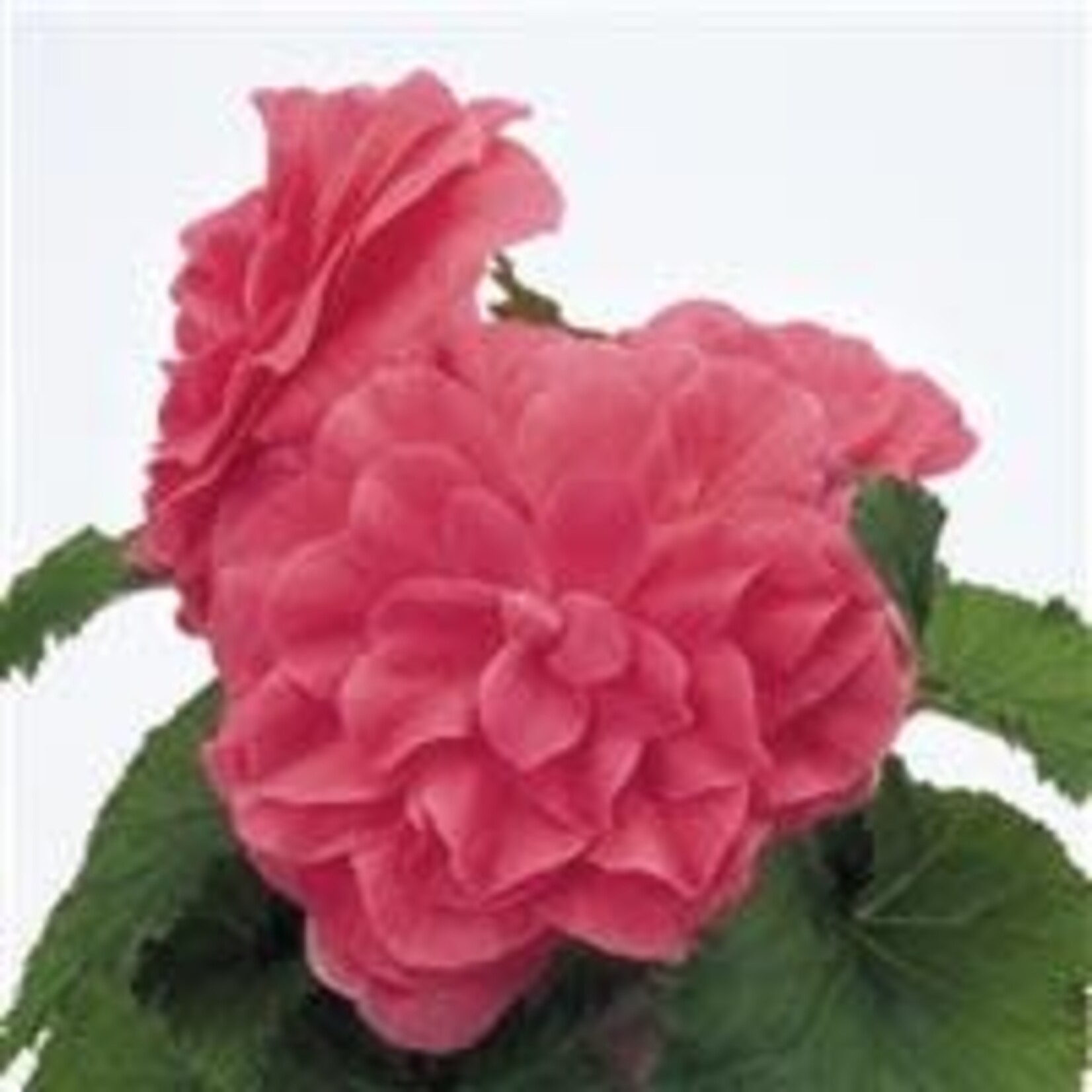 Begonia, Nonstop Pink 4 in
