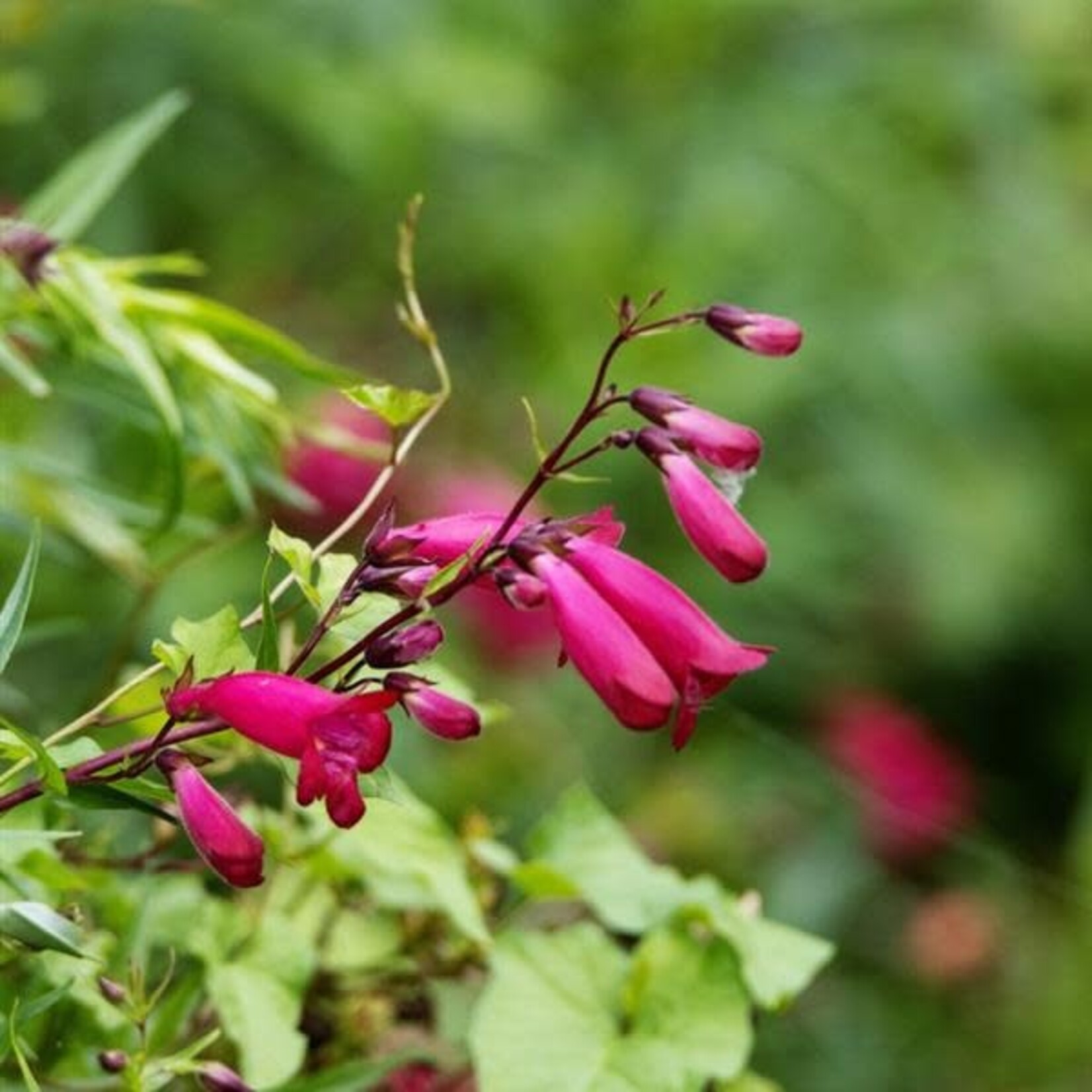 Bleeding Heart, Spectabilis 2G