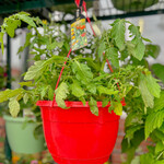 Basket, Hanging Tomato 10 in Asst