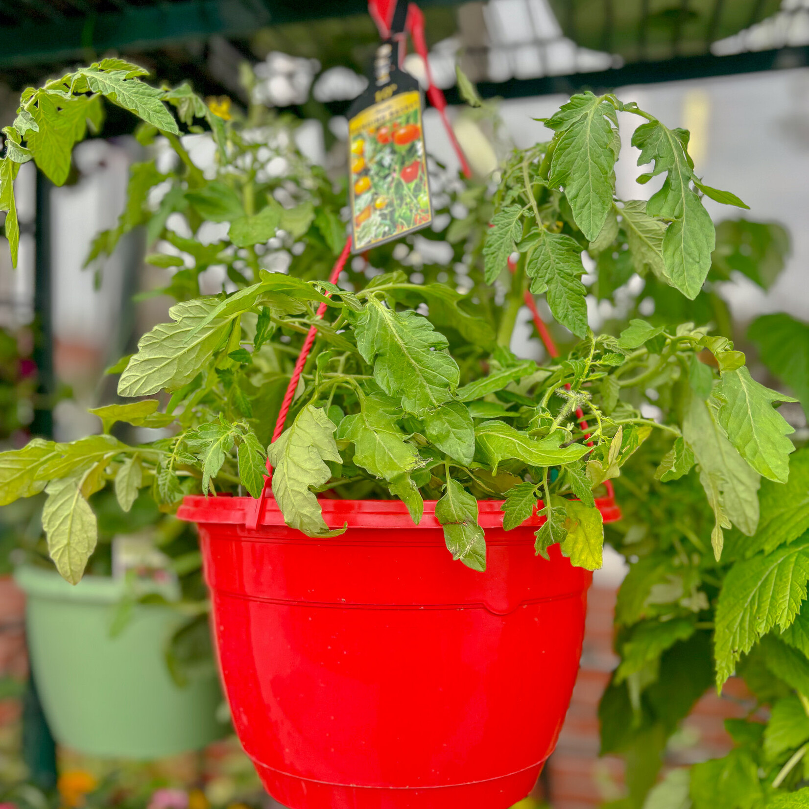 Basket, Hanging Tomato 10 in Asst
