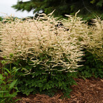Aruncus Goatee, Goats Beard 6 in
