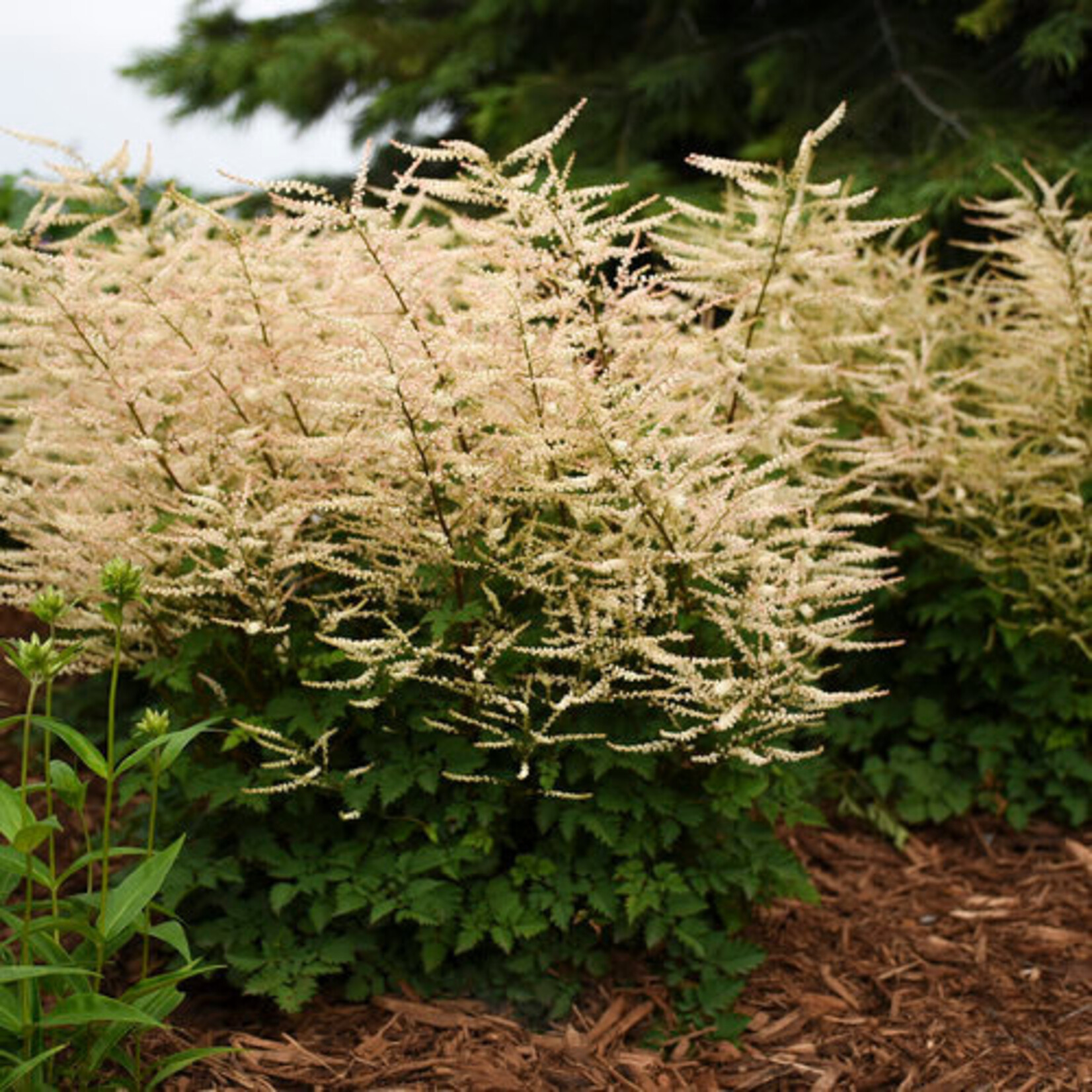 Aruncus Goatee, Goats Beard 6 in