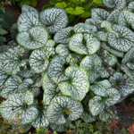 Brunnera, Jack Frost 6 in