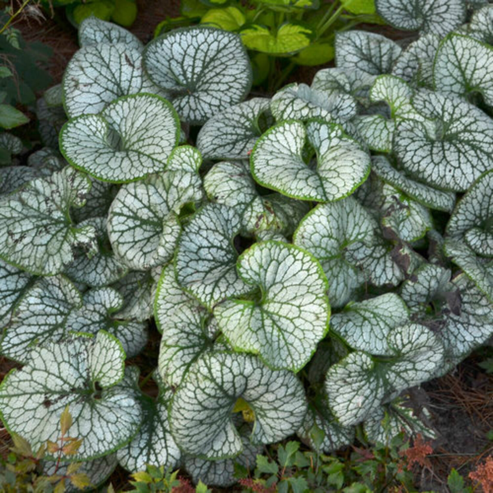 Brunnera, Jack Frost 6 in