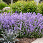 Calamintha, Lesser Catmint 6 in