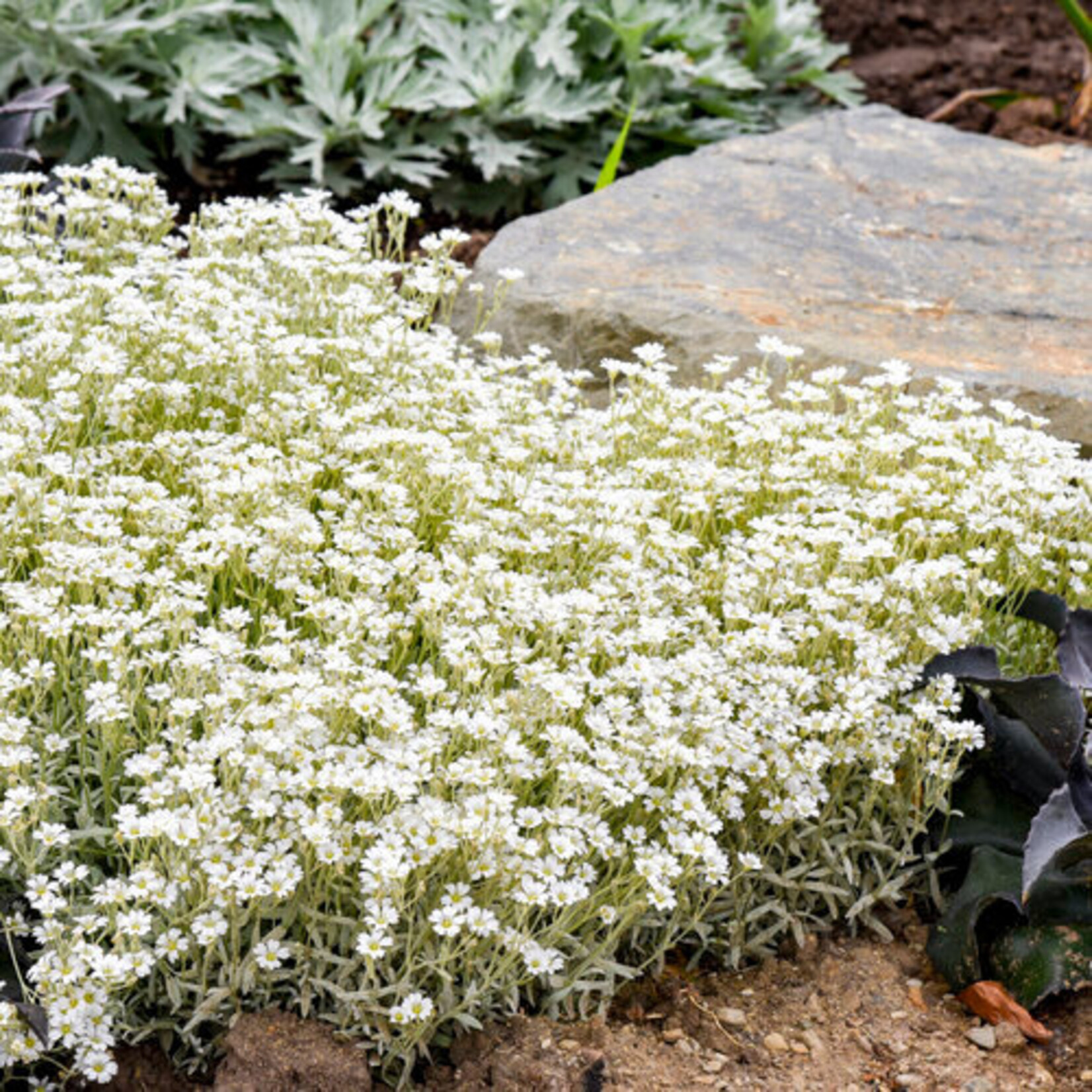 Cerastium Tomentosum, Snow In Summer 3 in
