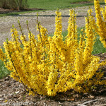 Forsythia, Northern Gold 2G