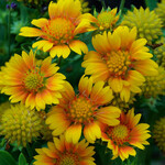 Gaillardia, Blanket Flower Arizona Apricot 4 in