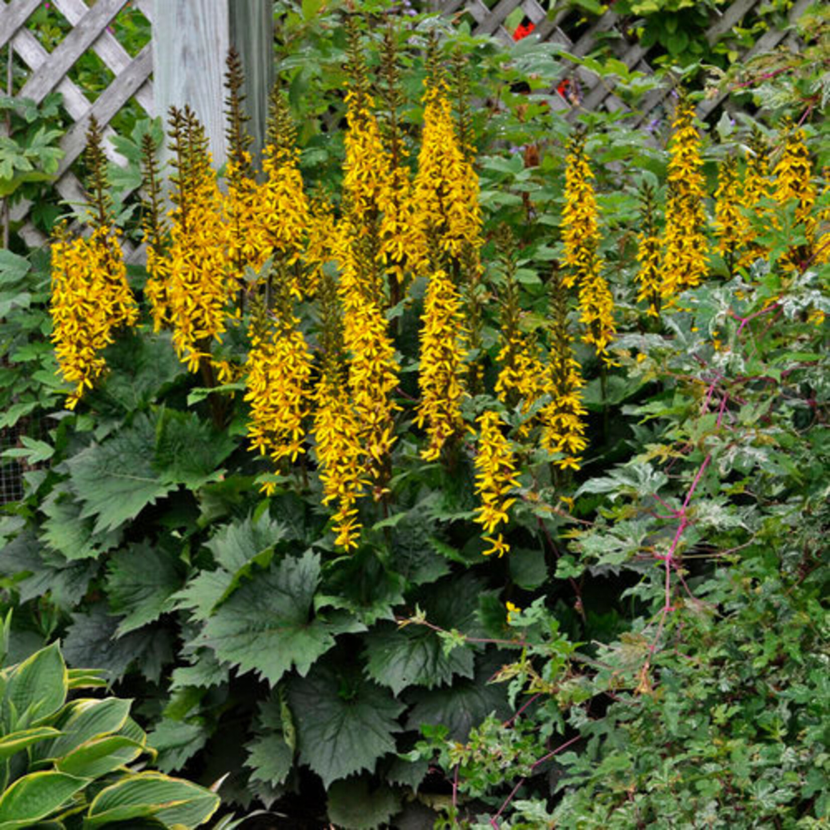 Ligularia, Bottle Rocket PW 1G