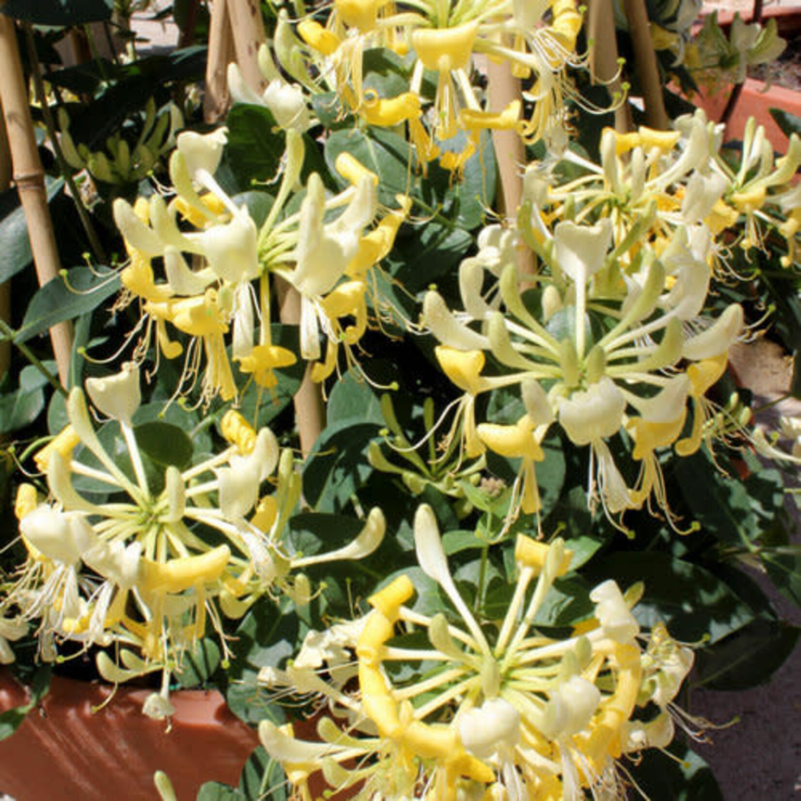 Lonicera, Dropmore Scarlet Honeysuckle 1G