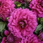 Dahlia, Virtuoso Vibrant Violet 4 in