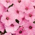 Petunia, Supertunia Vista Bubblegum 1 G