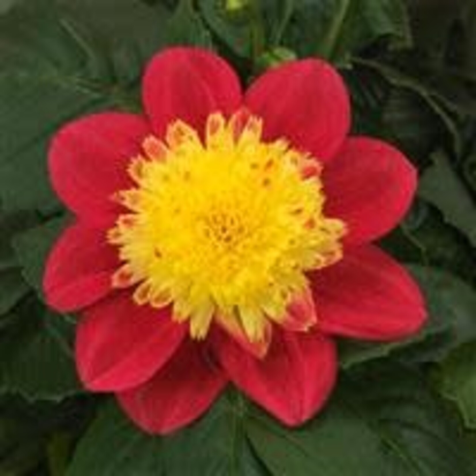 Dahlia, Venti PinkBurst1G