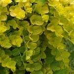 Lysimachia, Goldilocks 3 in