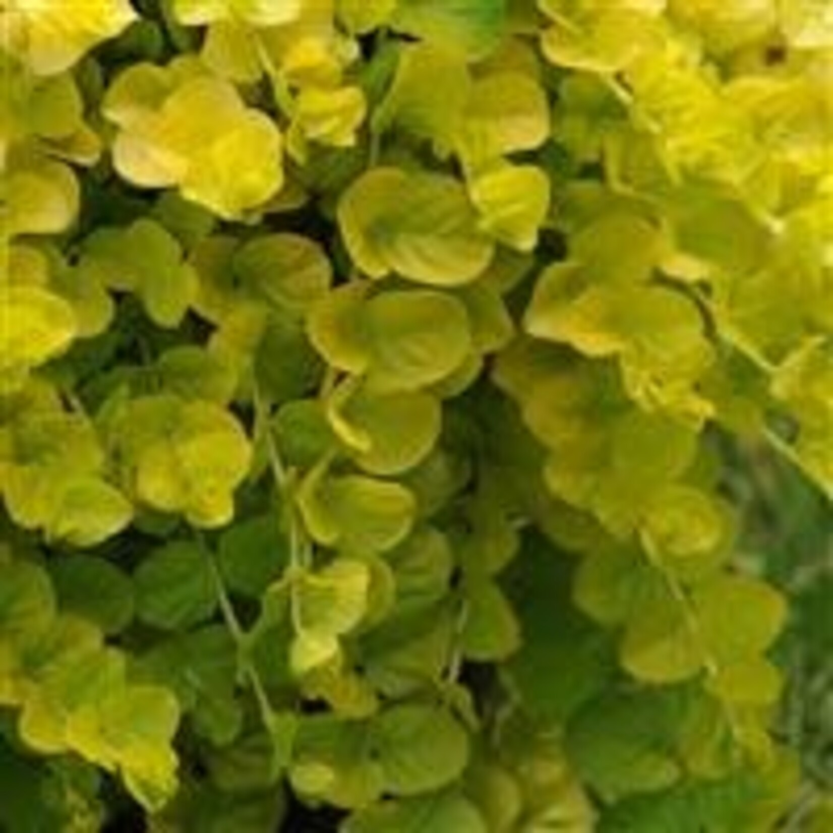 Lysimachia, Goldilocks 3 in