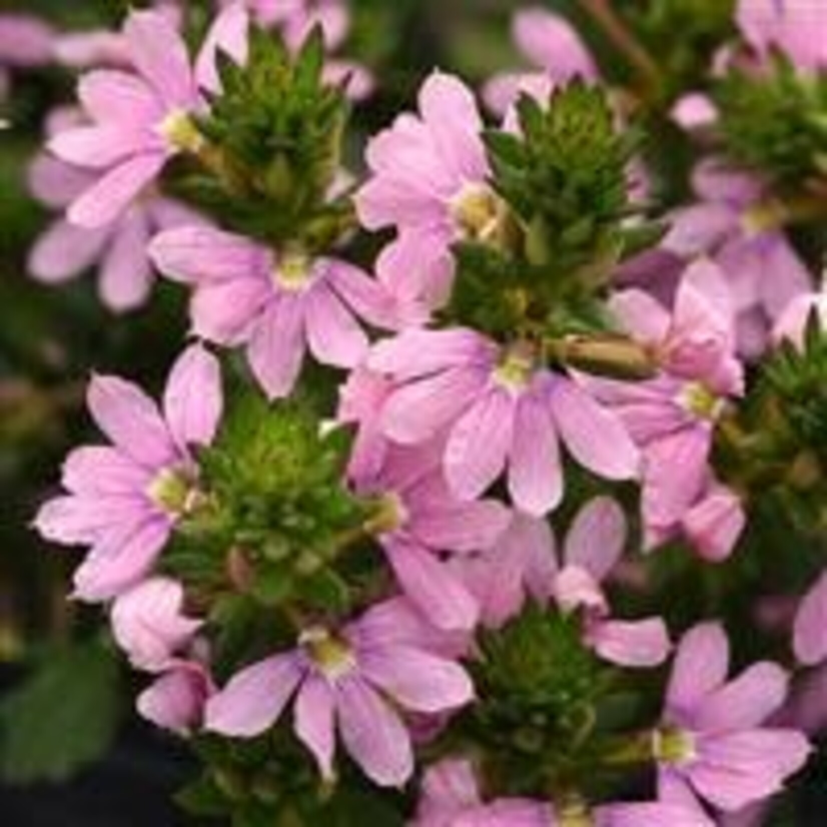 Scaevola, Fairy Pink 4 in