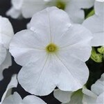 Petunia, Easy Wave White 4 in