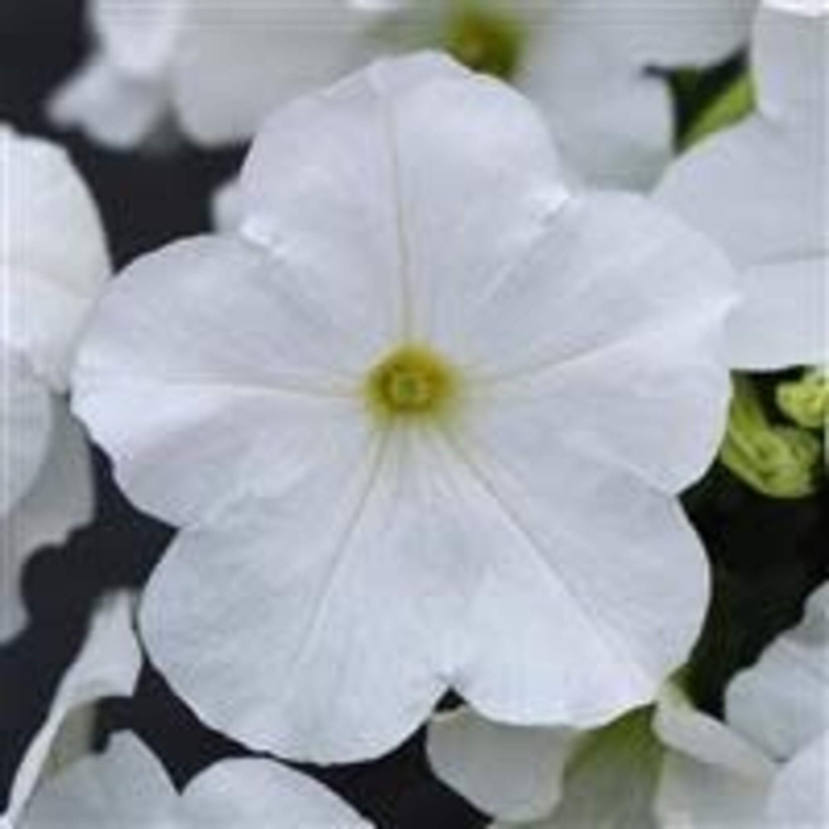 Petunia, Easy Wave White 4 in