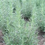 Herb, Rosemary Arp 1G