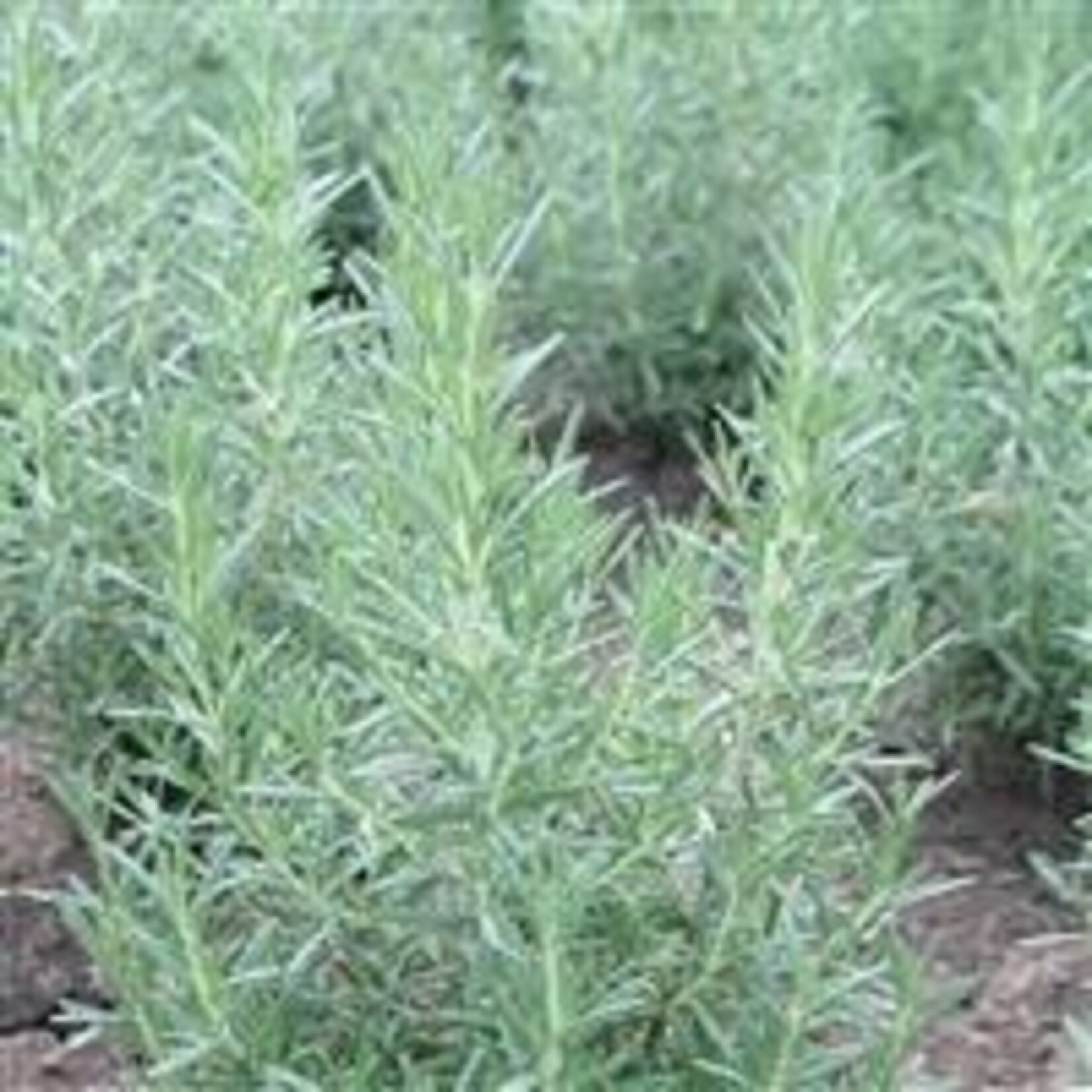 Herb, Rosemary Arp 1G