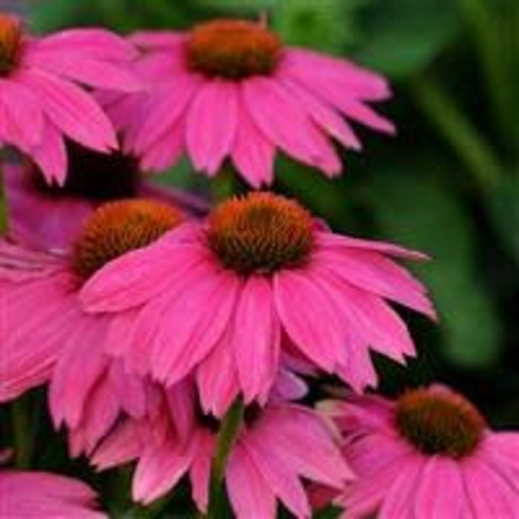 Echinacea Coneflower, PowWow Wild Berry 6 in