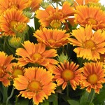 Gaillardia, SpinTop Mango Blanket Flower 6 in