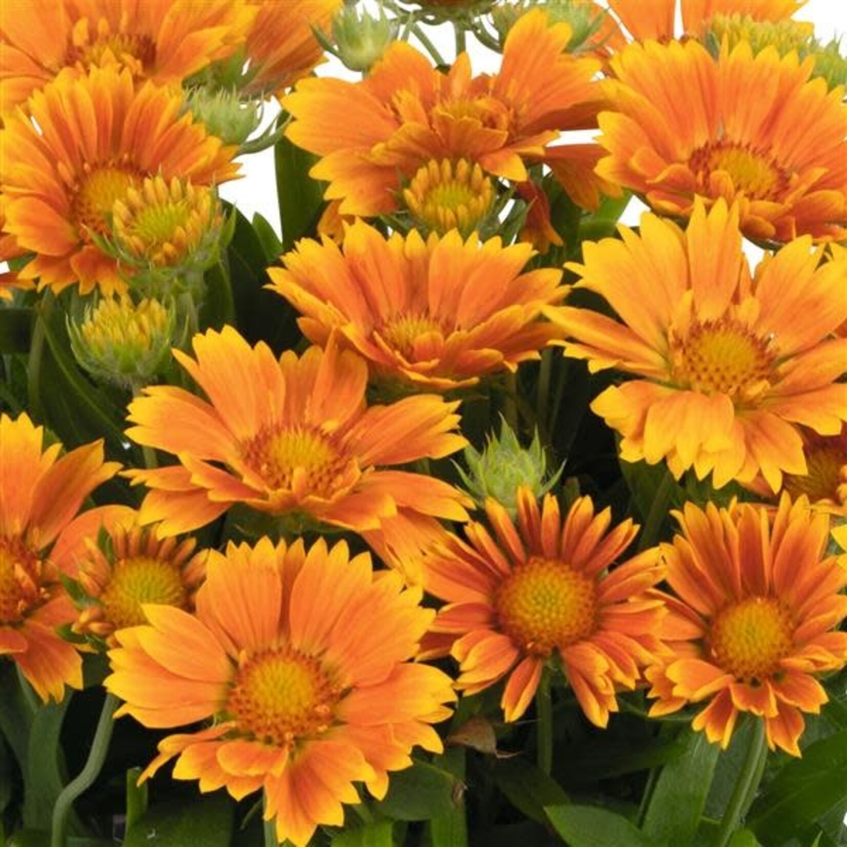 Gaillardia, SpinTop Mango Blanket Flower 6 in