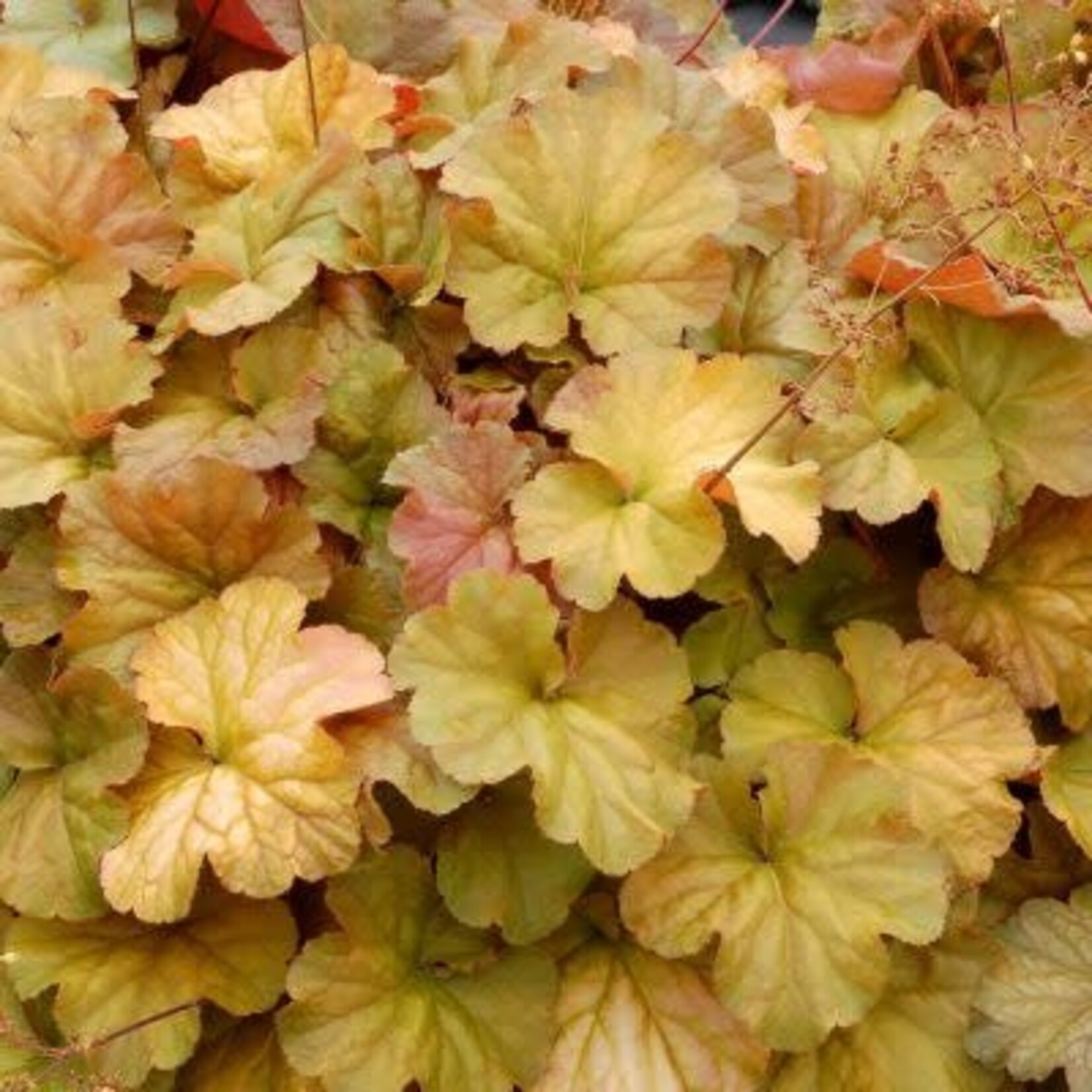 Heuchera, Northern Exposure Amber Coral Bells 6 in