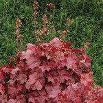 Heuchera, Northern Exposure Red Coral Bells 6 in