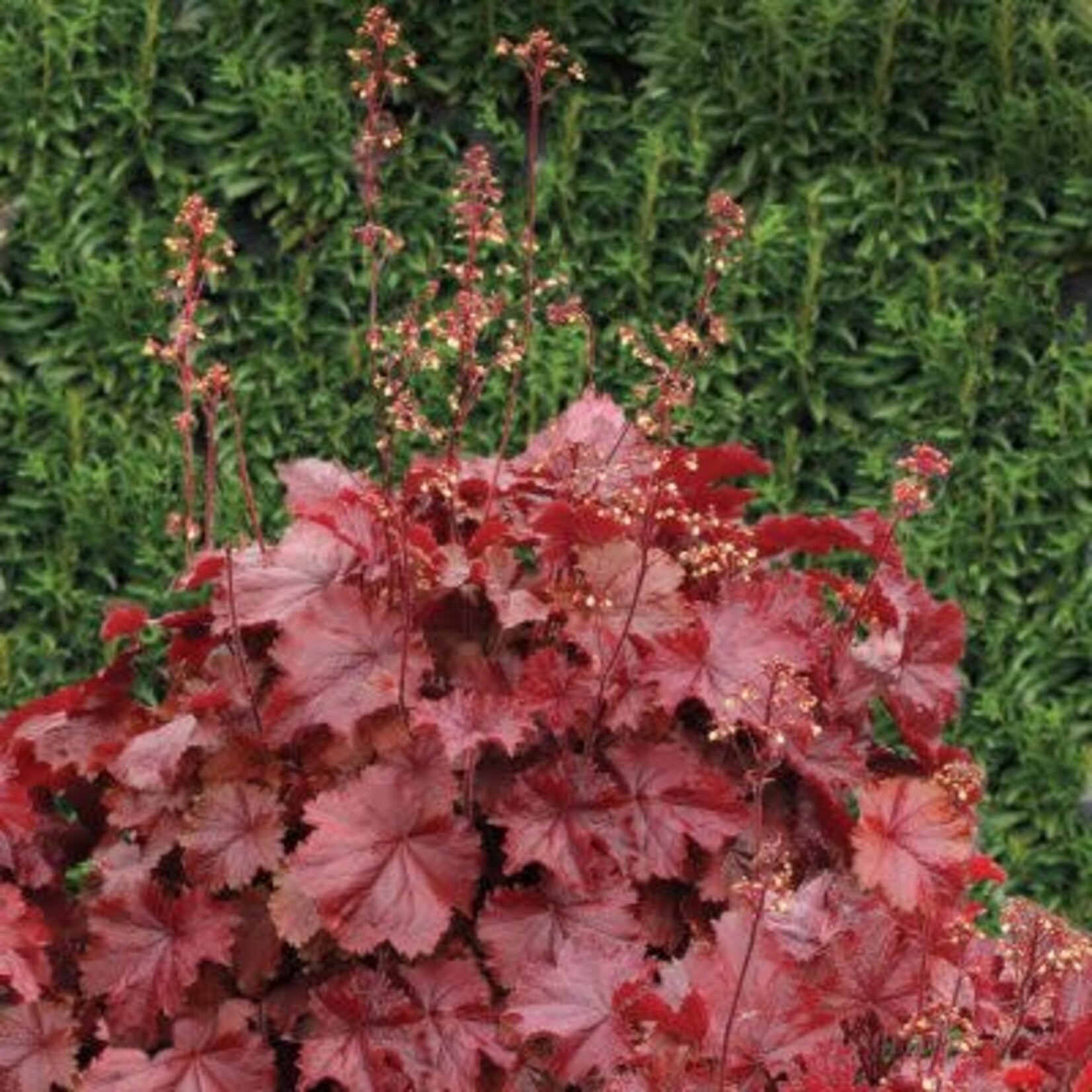 Heuchera, Northern Exposure Red Coral Bells 6 in