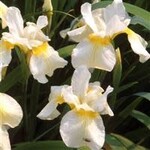 Iris Siberica, Butter and Sugar 6 in