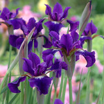 Iris Siberica, Ruffled Velvet 6 in
