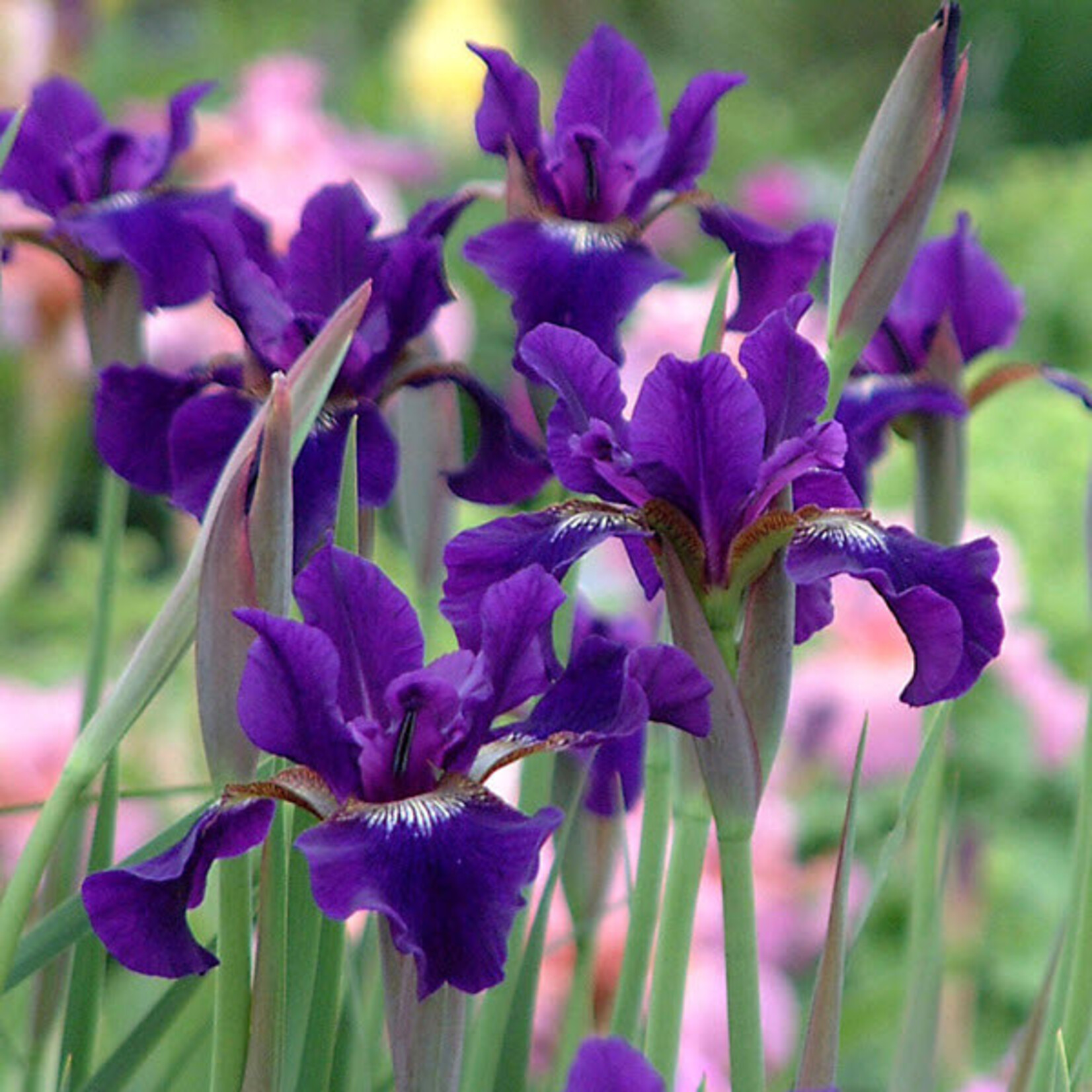 Iris Siberica, Ruffled Velvet 6 in