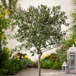 Olive, European Tree 11 in