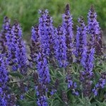 Salvia, Bumbleblue 6 in