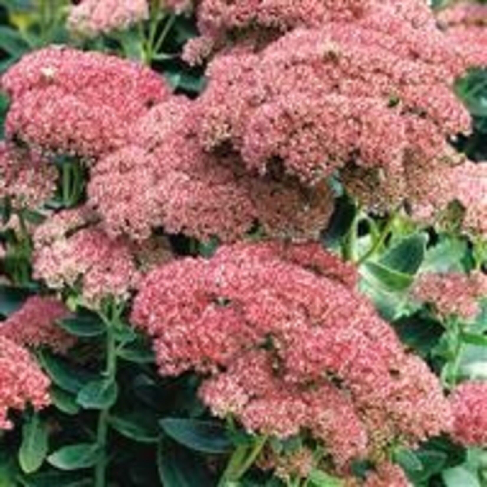 Sedum, Autumn Joy Stonecrop 2G