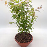 Japanese Maple, Patio Bowl 11 in