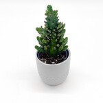 Cactus, Prickly Pear in Ceramic 4 in