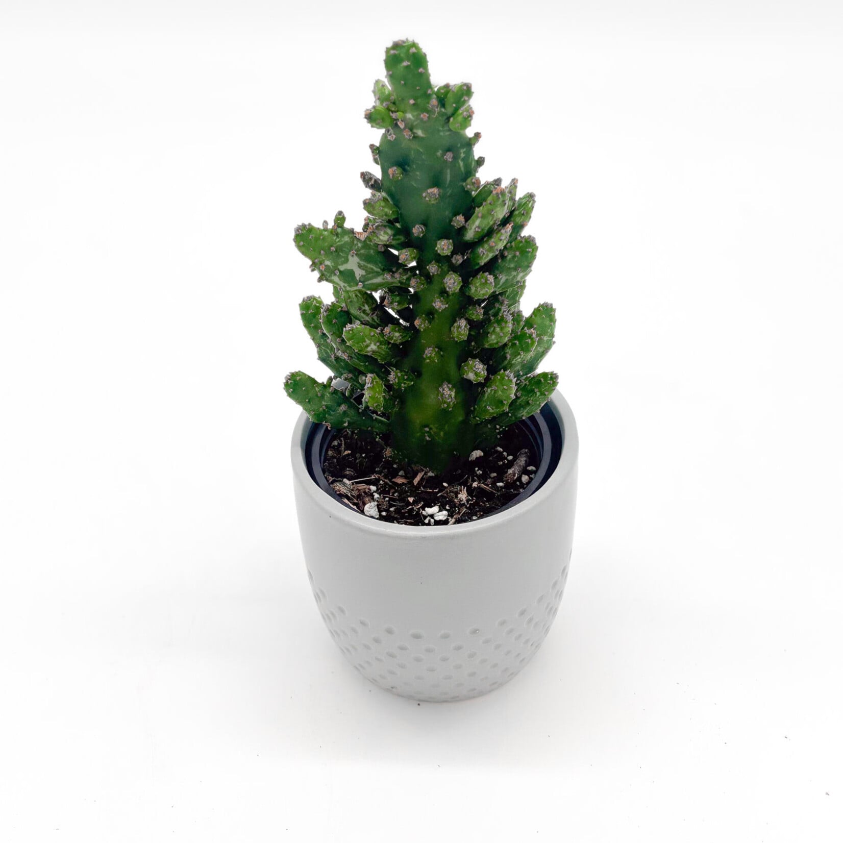 Cactus, Prickly Pear in Ceramic 4 in