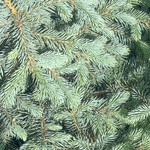 Spruce, Picea Baby Blue 5G