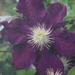Clematis, Jackmanii 1G