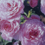 Rose, John Davis Explorer Pink 2G
