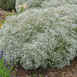 Gypsophila, Paniculata Summer Sparkles 6 in