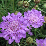 Scabiosa, Pincushion Butterfly Blue 6 in