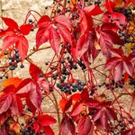 Ivy, Englemann 1G