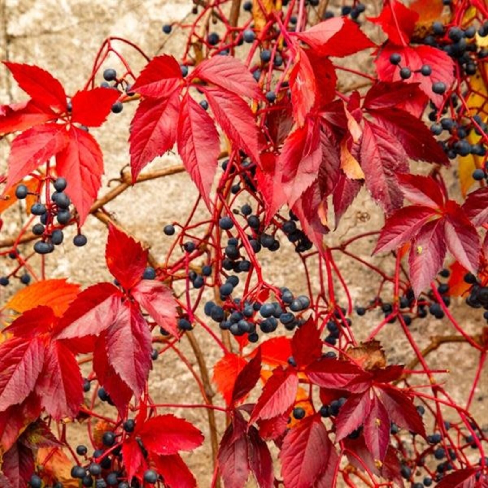 Ivy, Englemann 1G