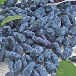 Haskap, Honeyberry Boreal Blizzard 1G