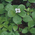 Cornus Canadensis, Bunchberry 1G