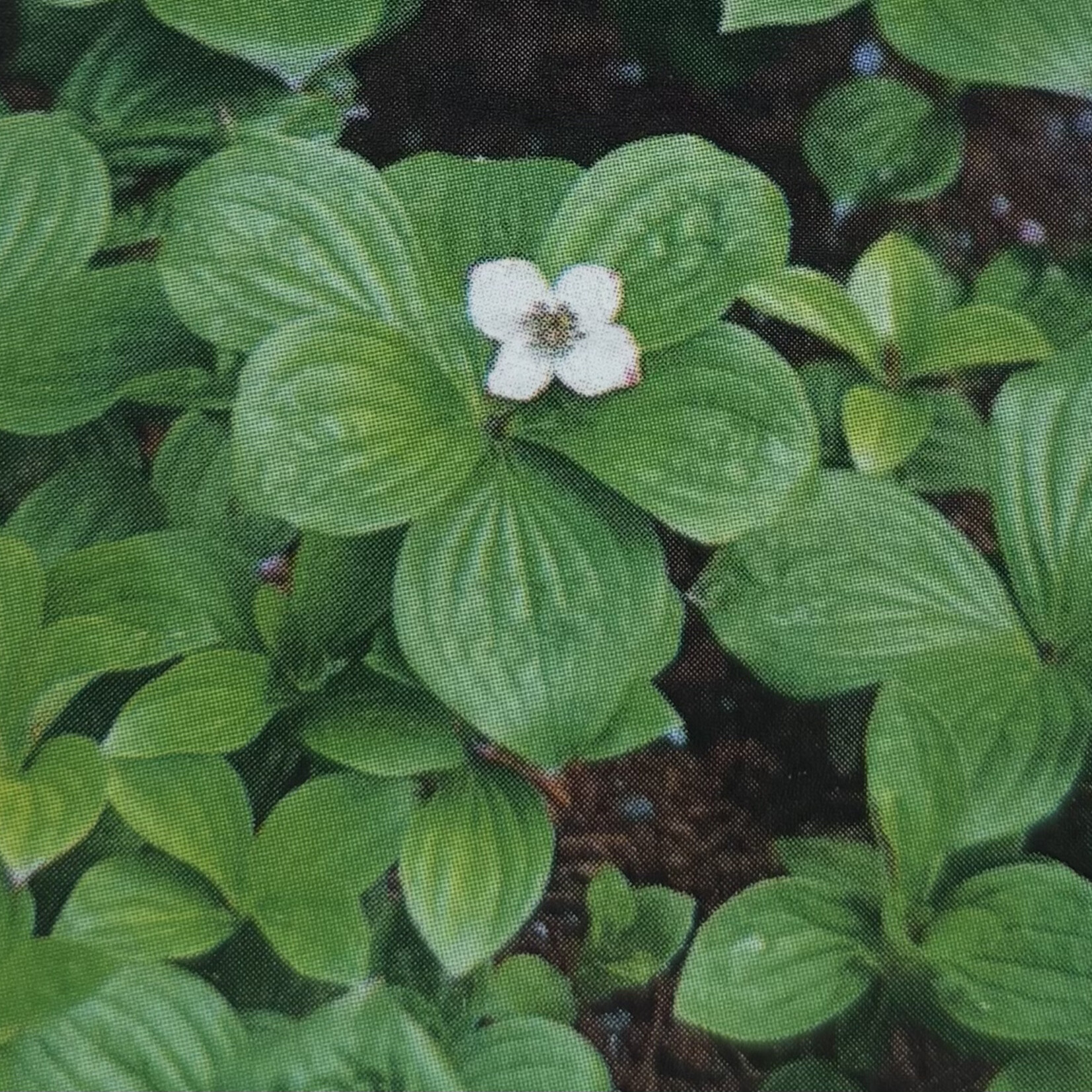 Cornus Canadensis, Bunchberry 1G