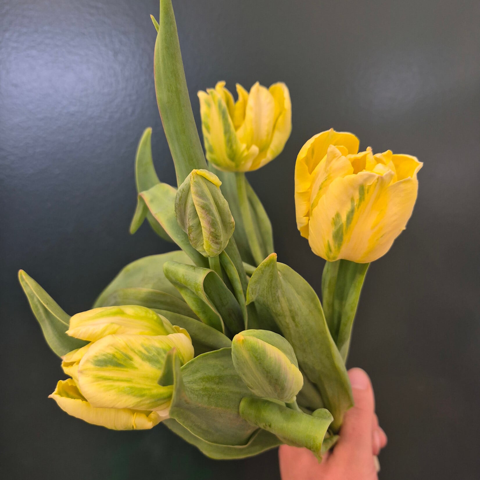 Local Tulip Bunch